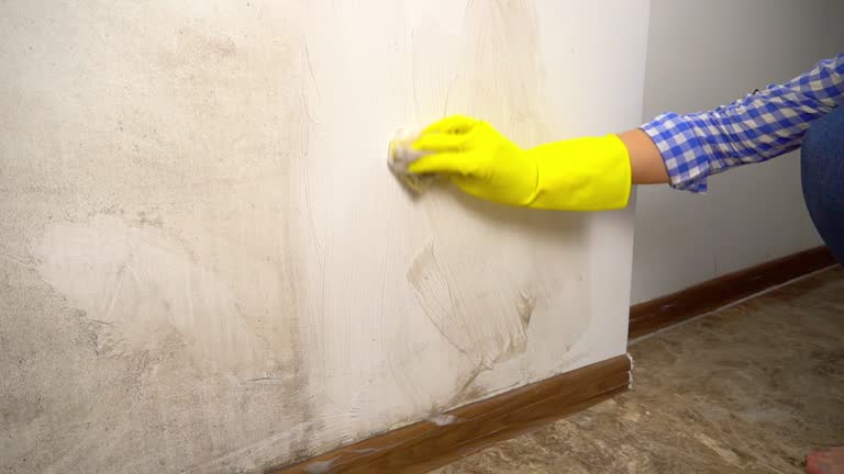 Best Water Damage & Mold Remediation  in Posen, IL