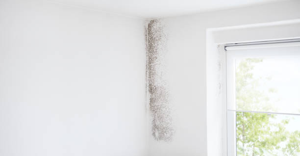 Best Mold Odor Removal Services  in Posen, IL