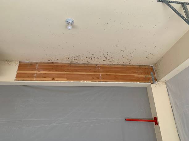 Best Comprehensive Air Testing for Mold Contaminants  in Posen, IL